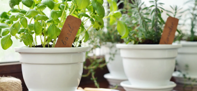 How can I incorporate heirloom herb varieties into my garden?