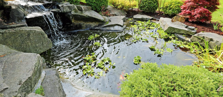 What are the best practices for maintaining a water garden during summer heatwaves?