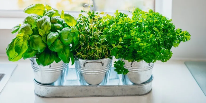 What are the best seasonal planting strategies for culinary herbs?