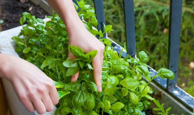 What common mistakes should I avoid when cultivating culinary herbs?